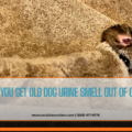best way to remove pet urine from carpet
