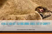 best way to remove pet urine from carpet