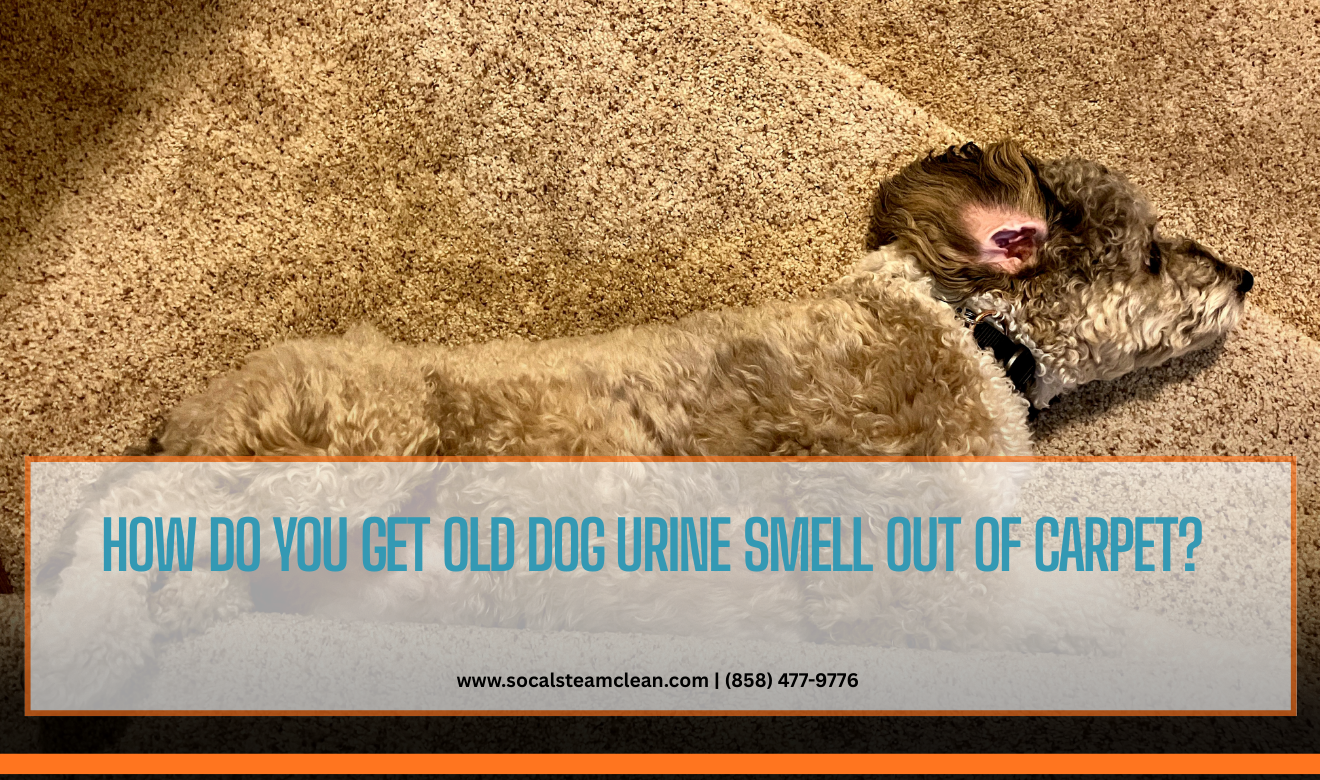 best way to remove pet urine from carpet