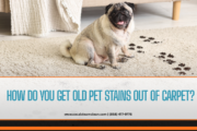 pet stain carpet cleaning near me