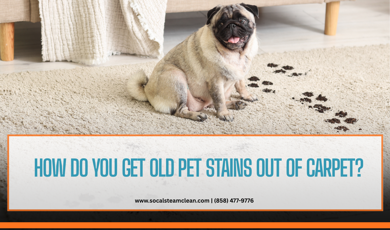 pet stain carpet cleaning near me