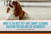 safe carpet cleaning solutions for pets